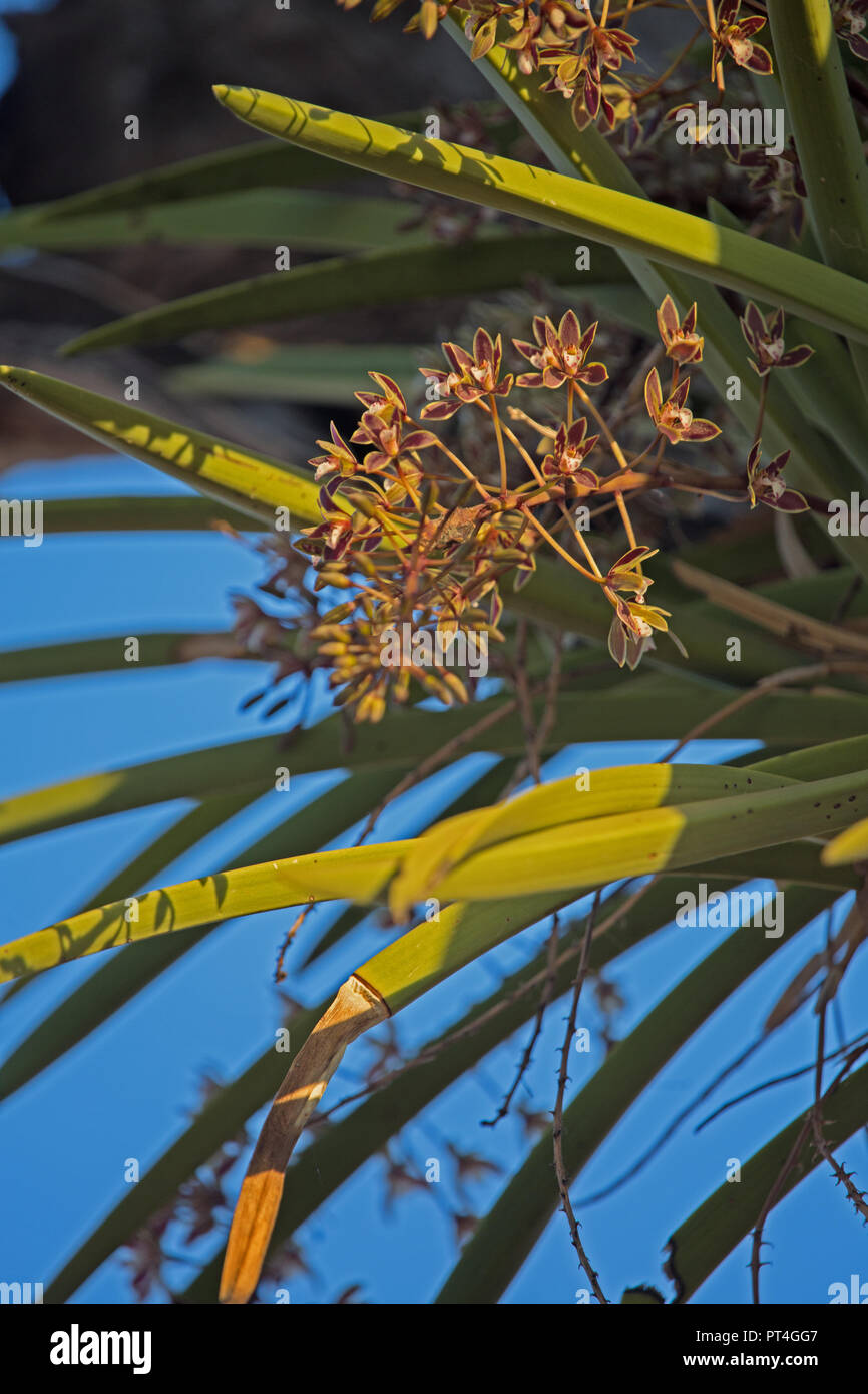 Orchidea Cymbidium, nativa savana Australiana regione orchidea in rami di alberi. Fiori Sett Ott sbocciare profumati. Foto Stock