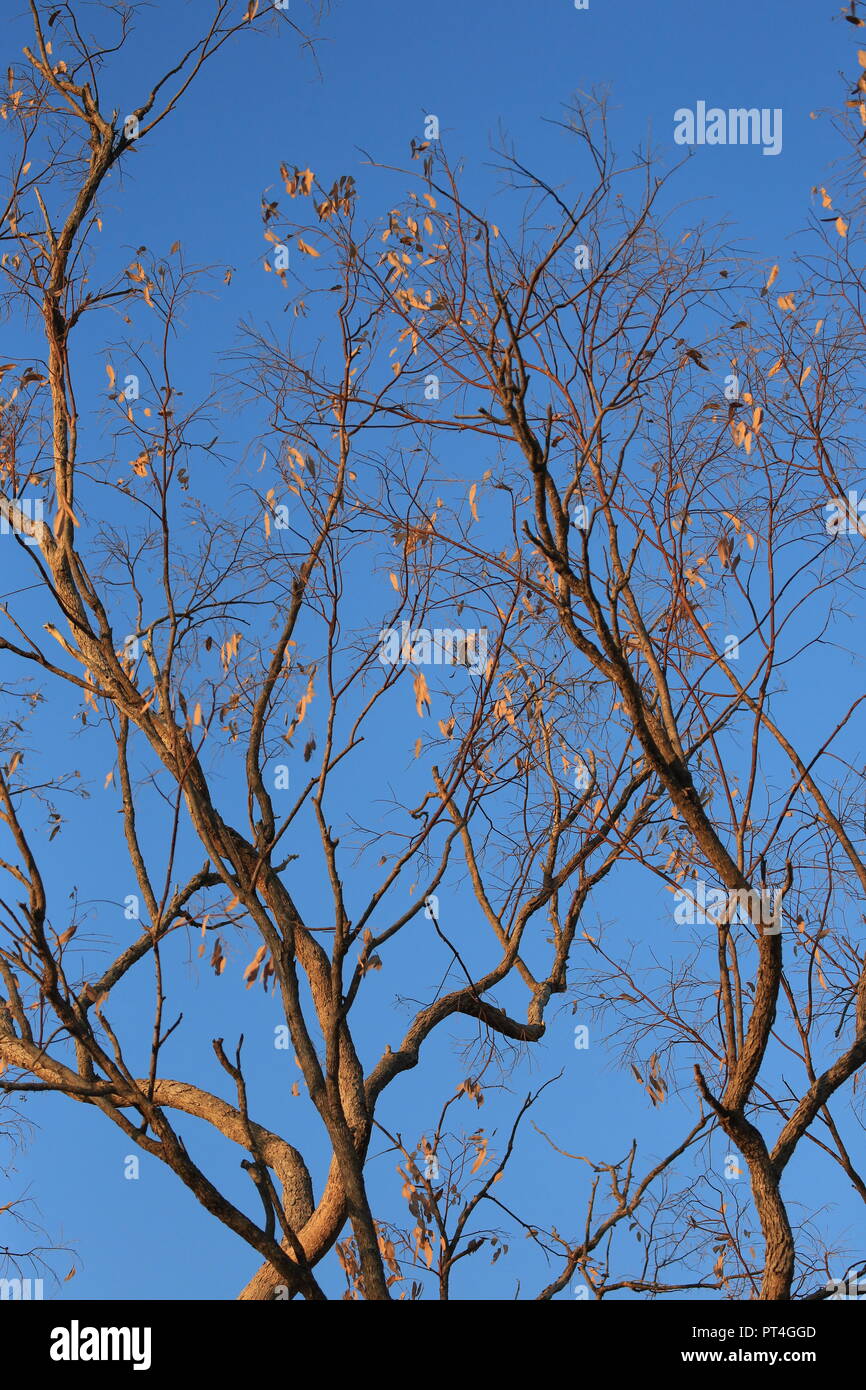 I rami degli alberi contro un cielo blu Foto Stock
