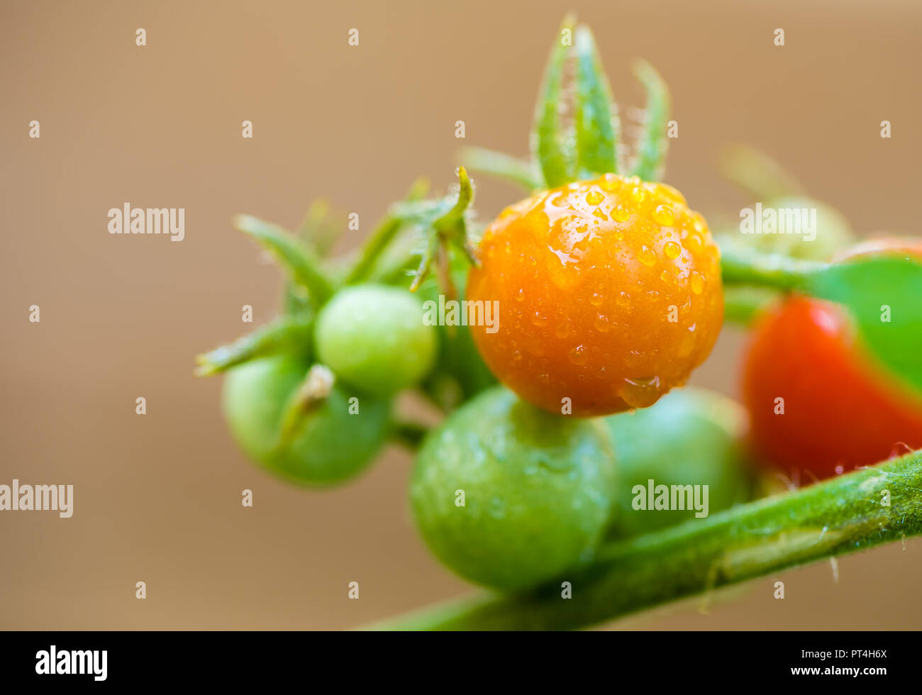 Close-up di un vitigno di giovani e freschi di pomodoro piccolo con gocce d'acqua Foto Stock