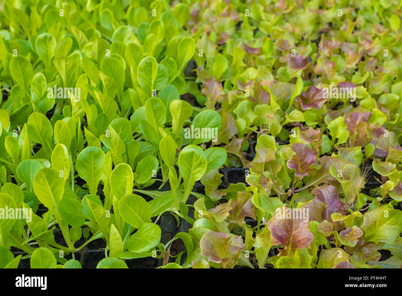 Giovane e fresco di lattuga cos in un'azienda agricola biologica Foto Stock