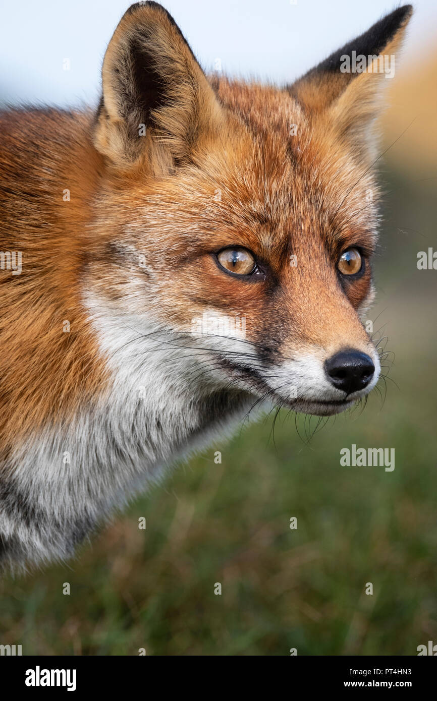Testa di un europeo fissando red fox (Vulpes vulpes vulpes) close up Foto Stock