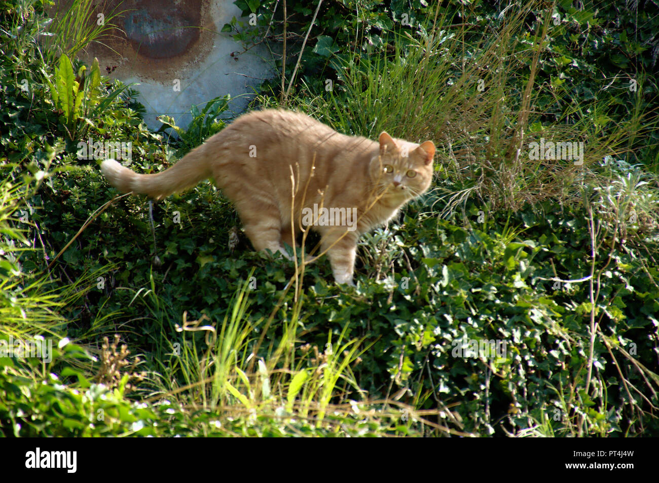 Lo zenzero cat scouting in Swiss Cottage Garden Foto Stock