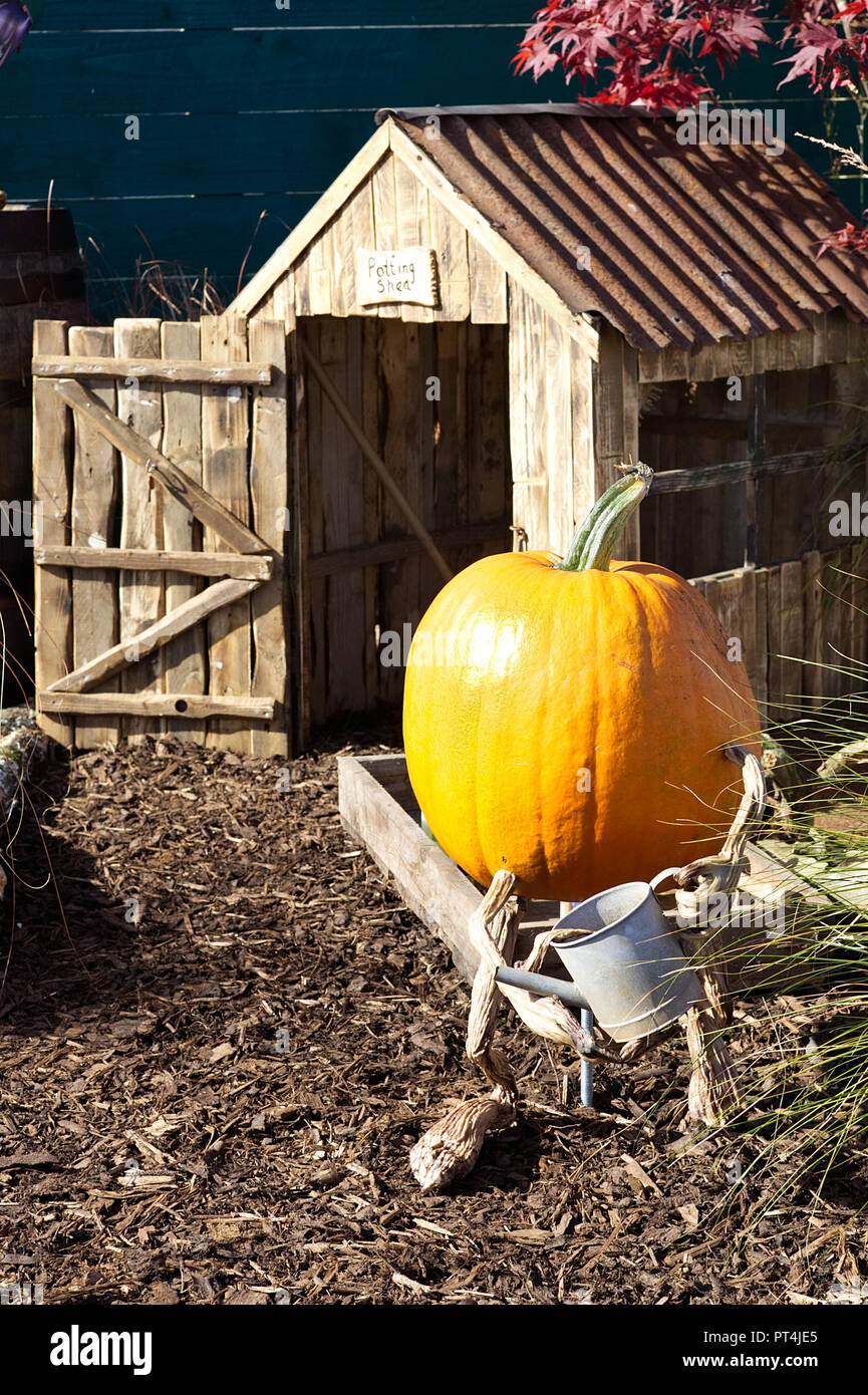 Giardiniere di zucca Foto Stock