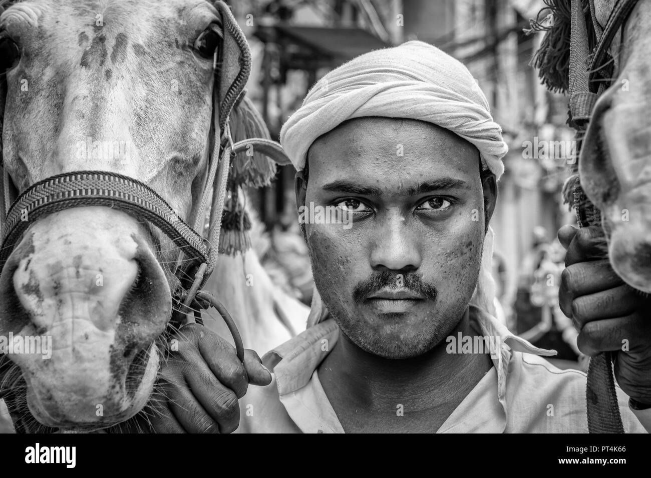 Un ritratto di un uomo con i cavalli, Vecchia Delhi, India Foto Stock