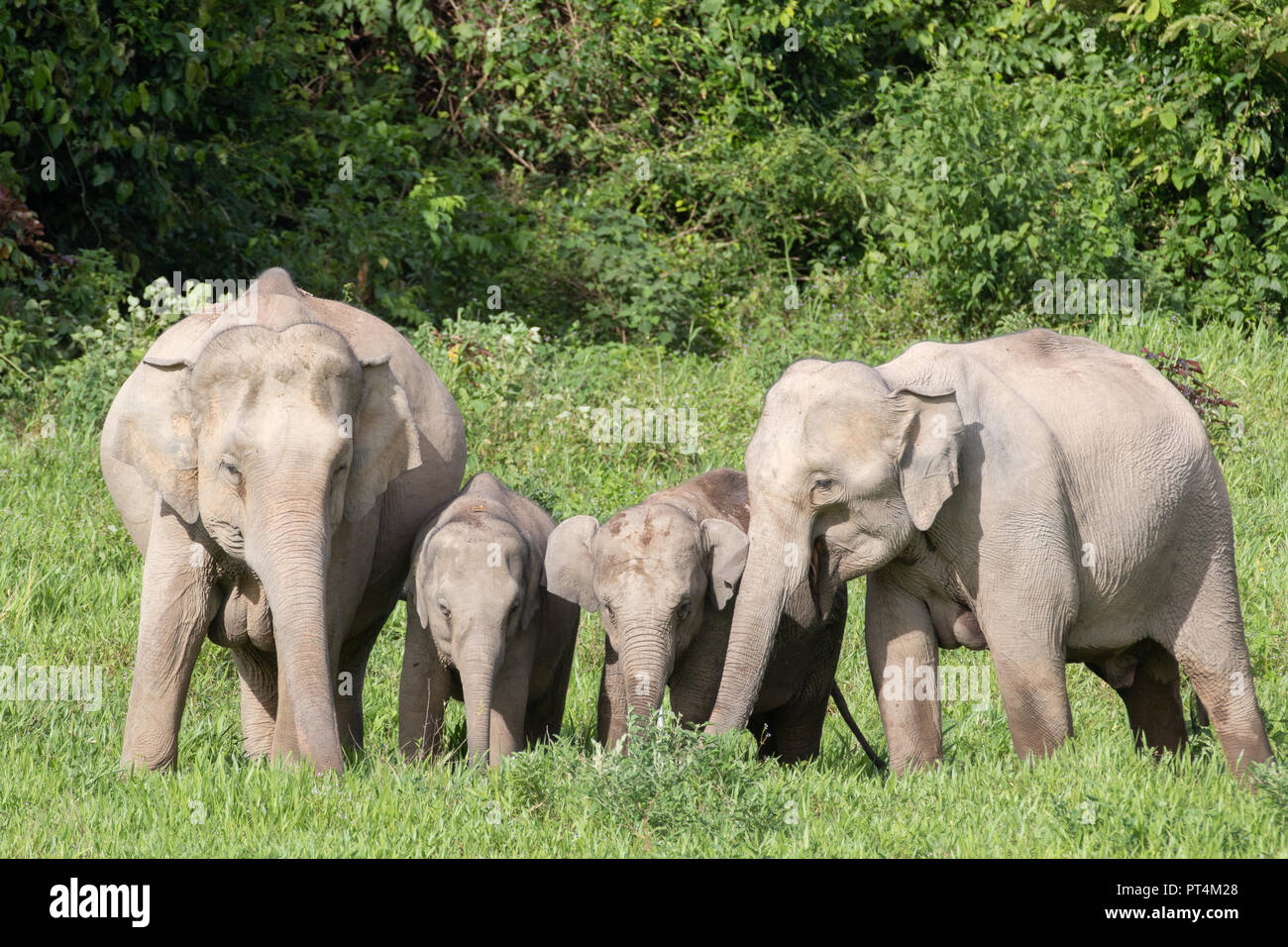 Elefanti asiatici sono la più grande terra viva gli animali in Asia.elefanti asiatici sono molto intelligenti e auto-conoscenza. Foto Stock