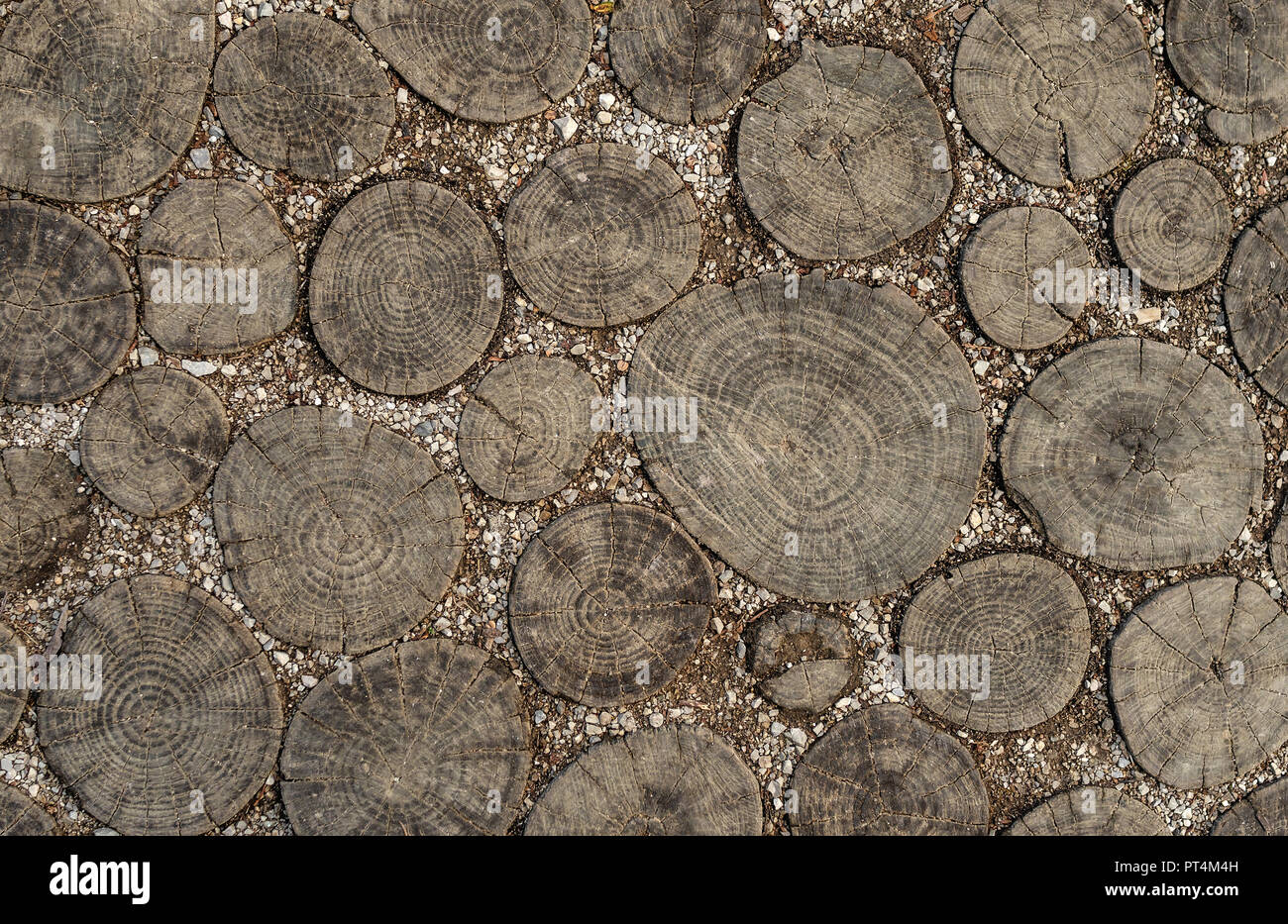 Texture di legno sul taglio. Il percorso è pavimentata con legno. Foto Stock