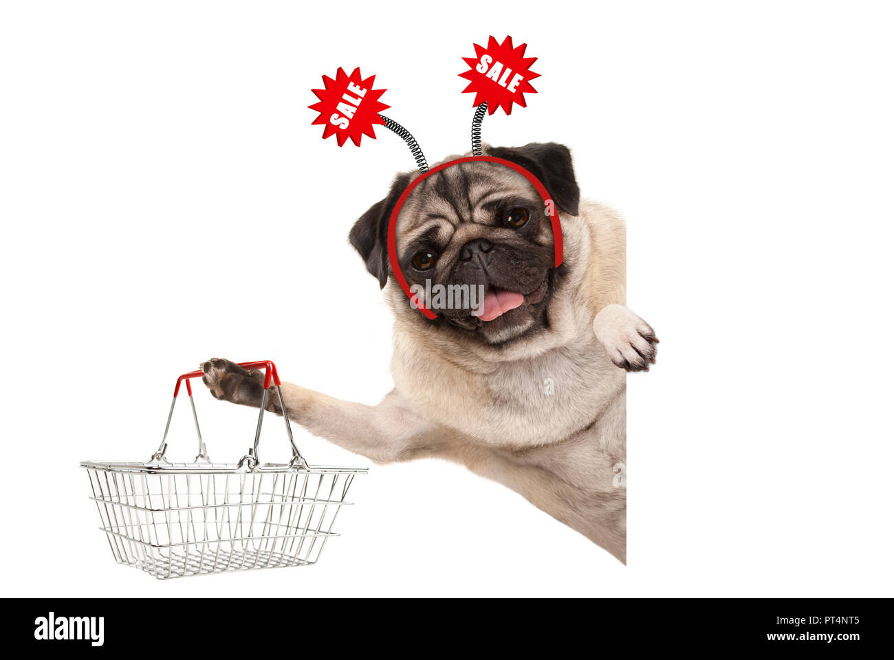 Cane in linea Immagini senza sfondo e Foto Stock ritagliate - Alamy