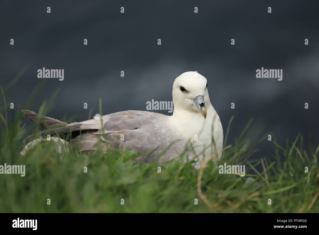 Birdwatching Foto Stock