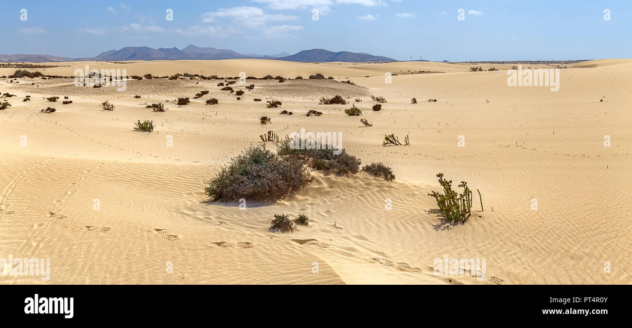 Dune di Corralejo con montagne vulcaniche nel Baclground in Fuerteventura Isole Canarie Foto Stock