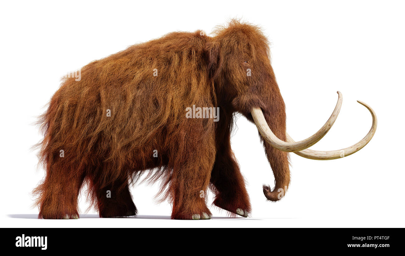 Mammut lanosi, esecuzione di mammifero preistorici isolati con ombra su sfondo bianco (3d'illustrazione) Foto Stock