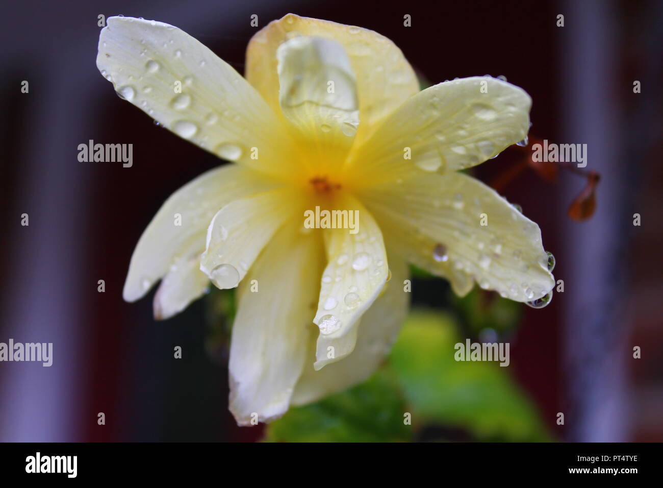 Fiore giallo a fuoco Foto Stock