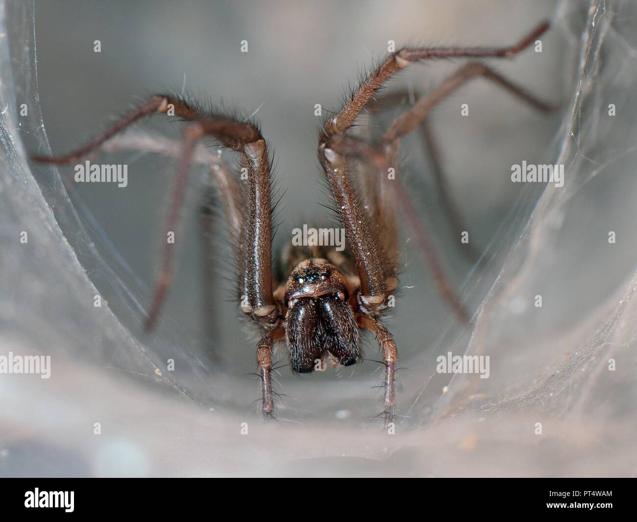 Casa femmina spider (Tegenaria sp.) in corrispondenza della bocca del suo tubolare rifugio di seta in un antico muro di pietra, Wiltshire, Regno Unito, ottobre. Foto Stock