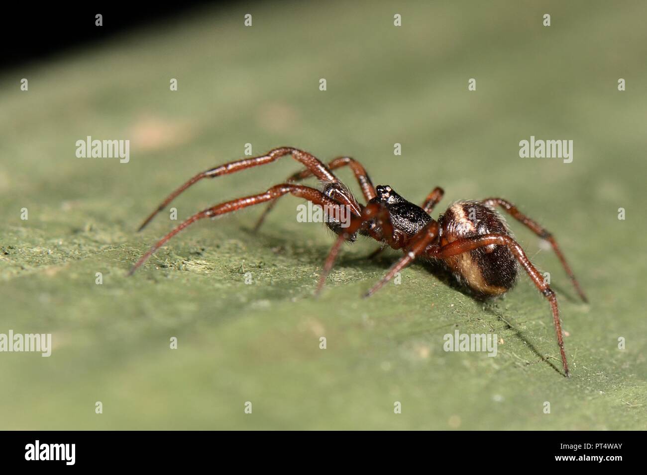 Comune vedova false / coniglio hutch spider (Steatoda bipunctata) maschio su un giardino recinto, Wiltshire, Regno Unito, ottobre. Foto Stock