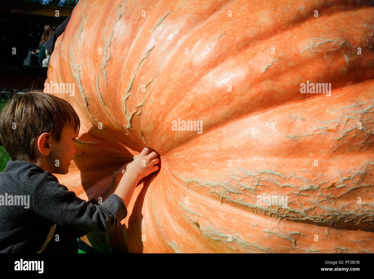 Langley, Canada. 6 Ottobre, 2018. Un bambino prende uno sguardo da vicino su una zucca gigante durante la zucca gigante Weigh-Off Evento in Langley, Canada, 6 ott. 2018. Credito: Liang Sen/Xinhua/Alamy Live News Foto Stock