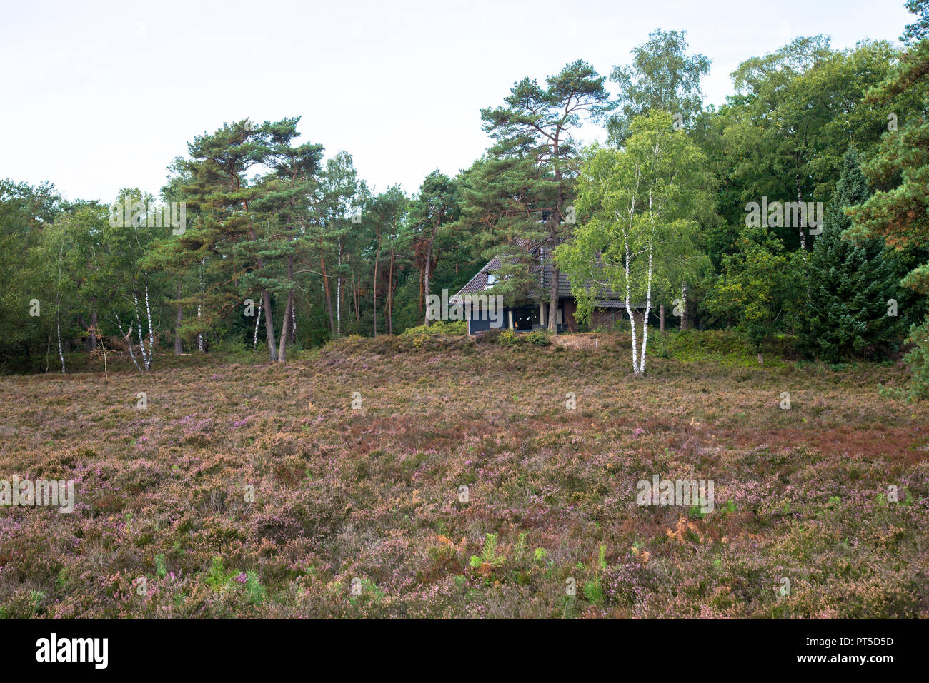 Heather paesaggio Veluwe, Gelderland, Olanda Foto Stock