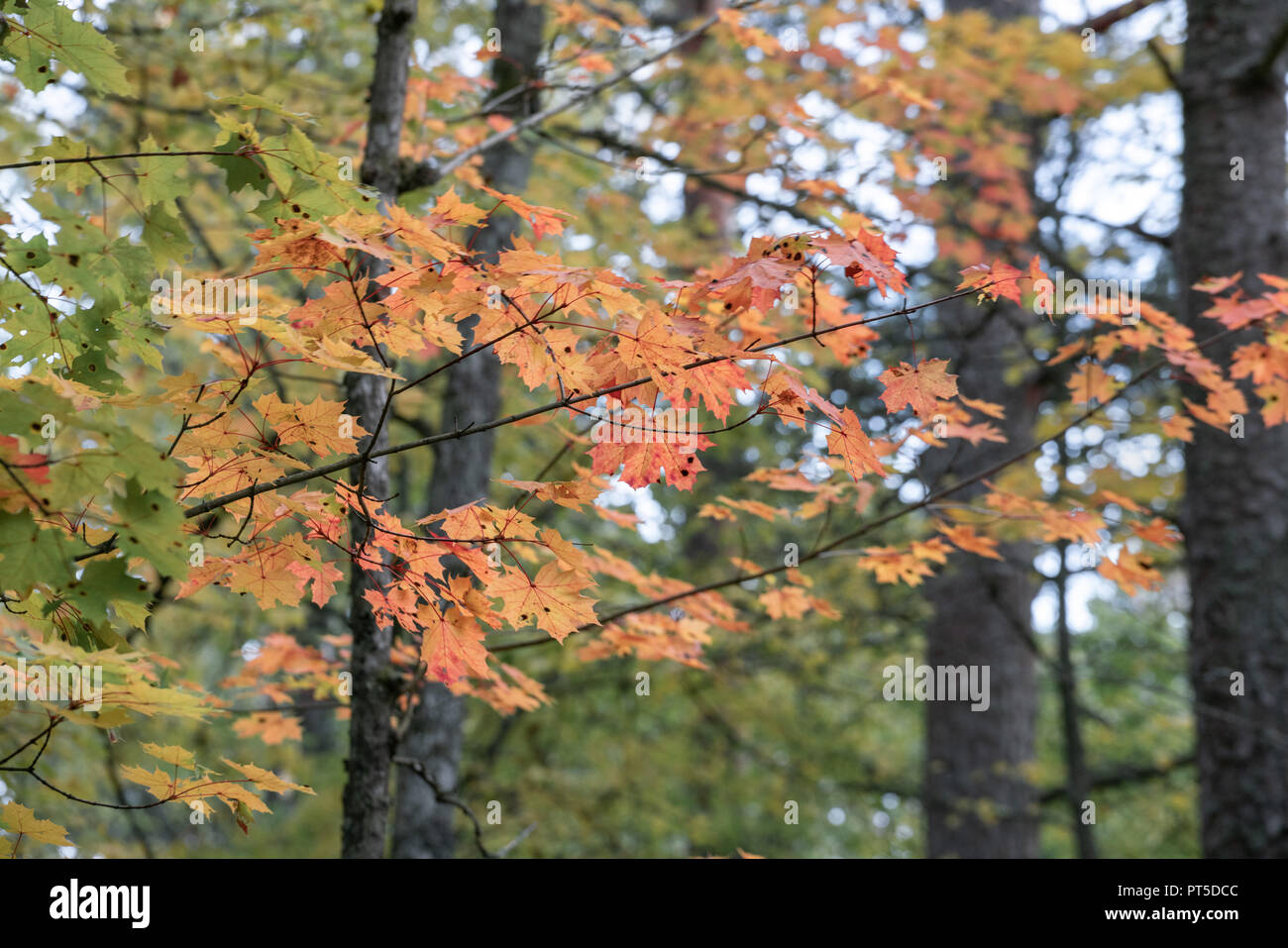 Dettagli di colorati caduta delle foglie Foto Stock