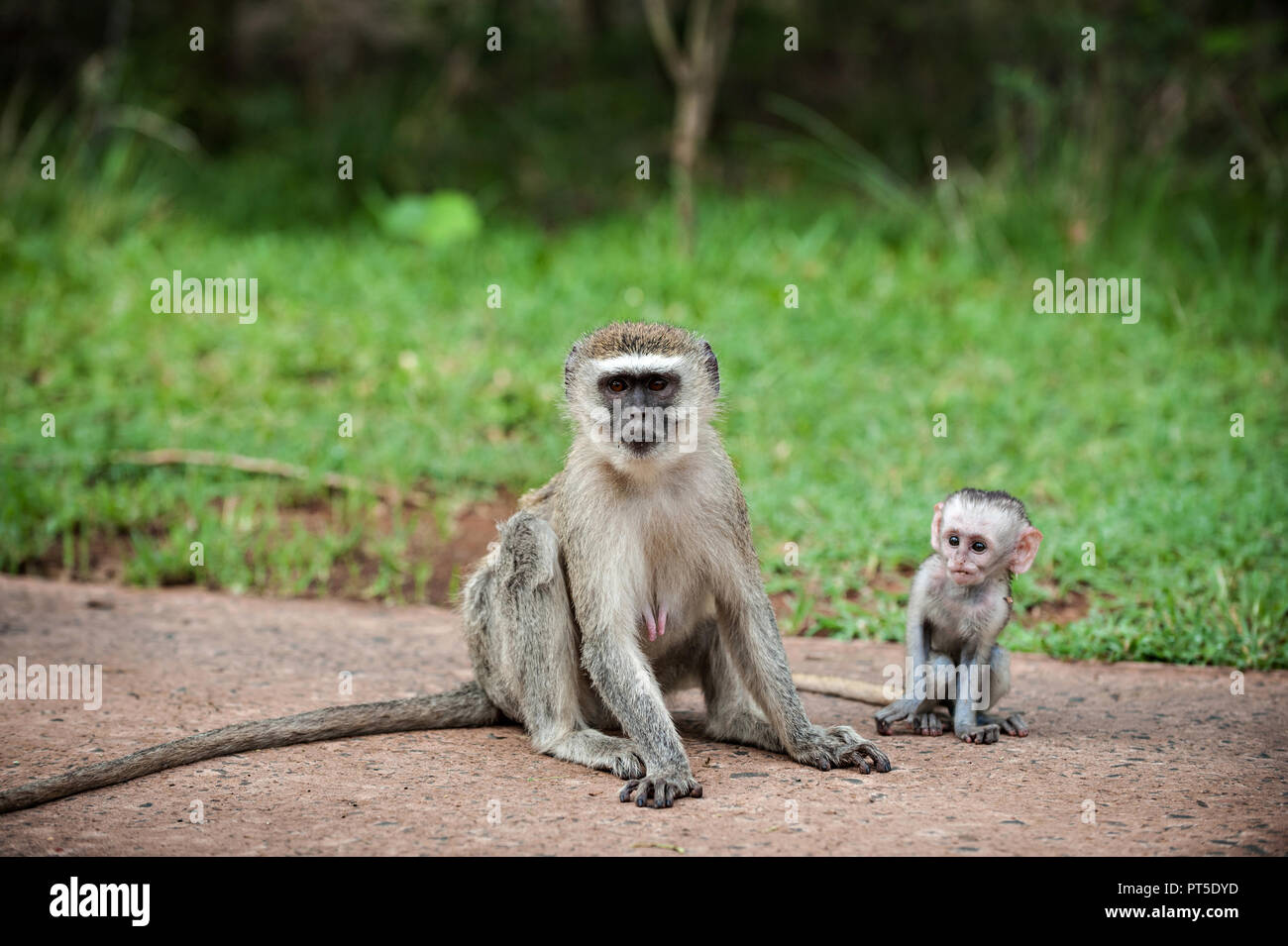 I babbuini con babieson l'erba presso l'Hotel Zambezi River Lodge a Victoria Falls, Zambia Foto Stock