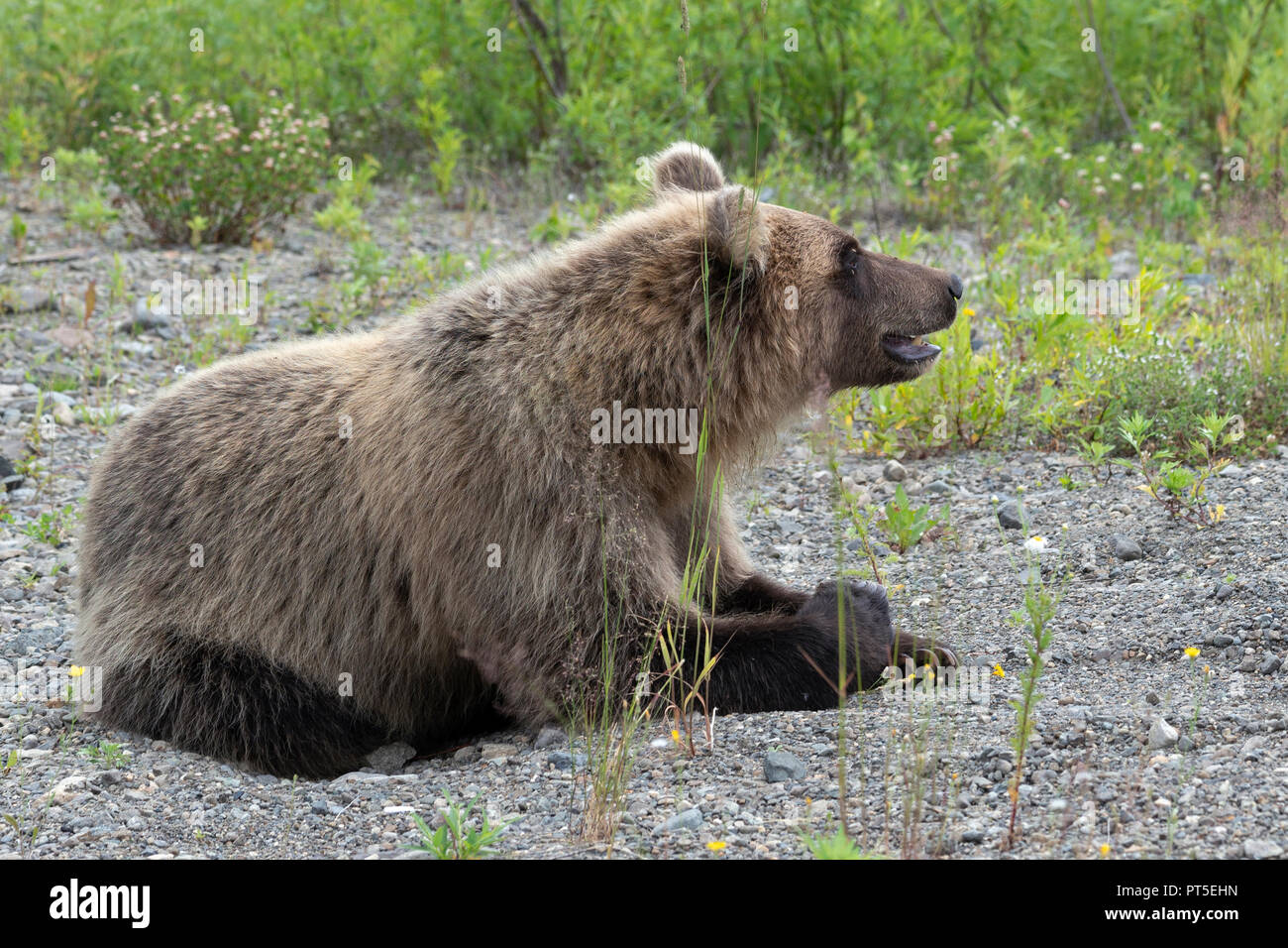 Fame Kamchatka orso bruno giace su ciottoli e guardando in giro. Eurasia, Estremo Oriente Russo, penisola di Kamchatka. Foto Stock