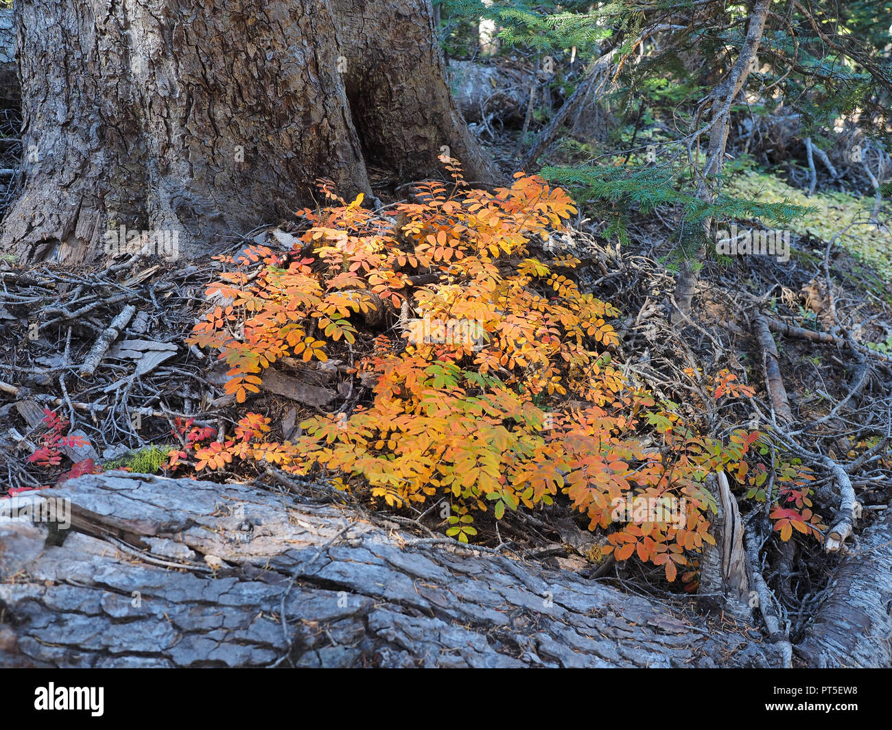 Colorato caduta delle foglie a fianco del Tilly Jane Trail nel Monte Cofano deserto, Oregon. Foto Stock