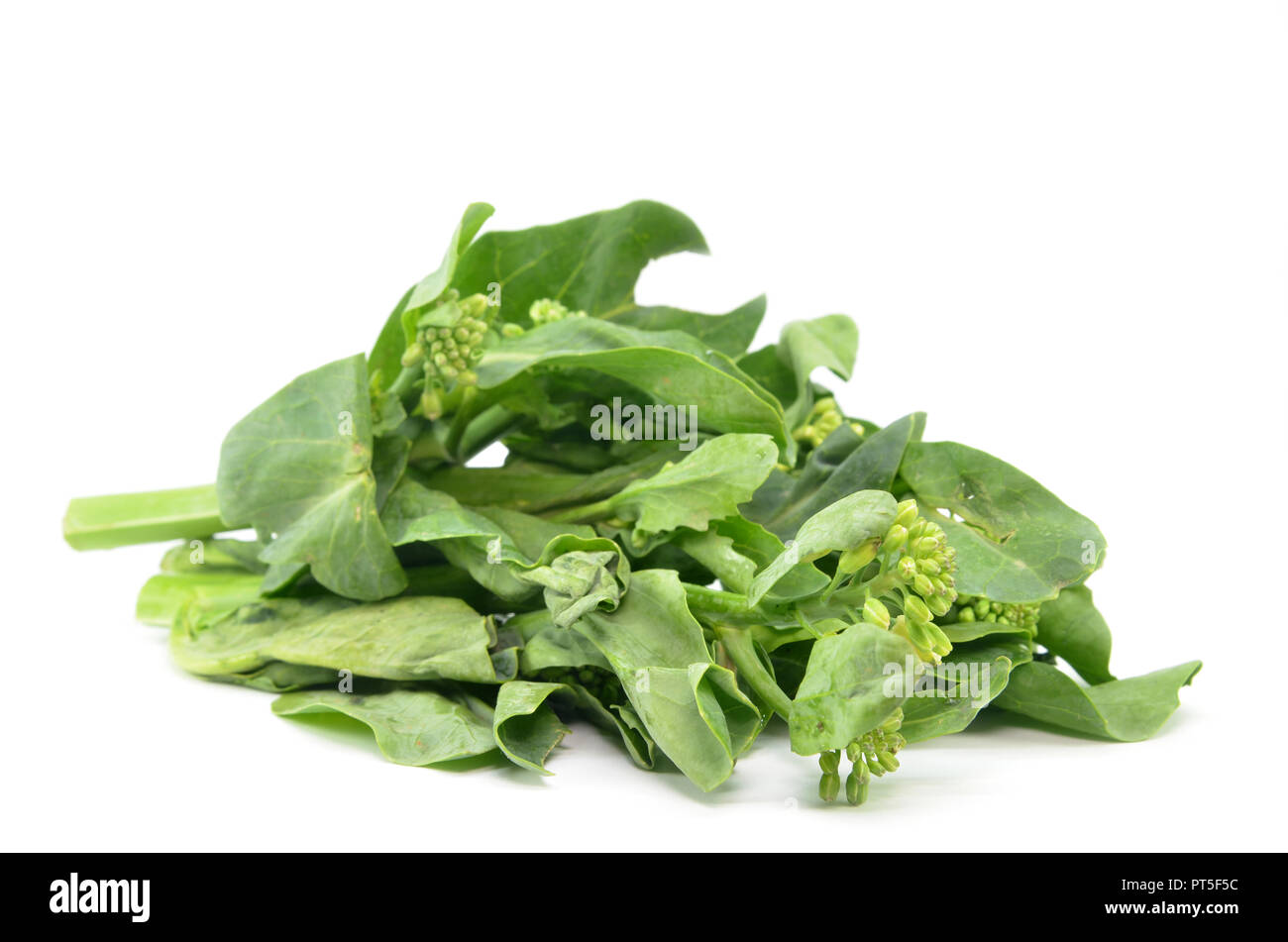 Kai cinese verdure Lan su sfondo bianco Foto Stock