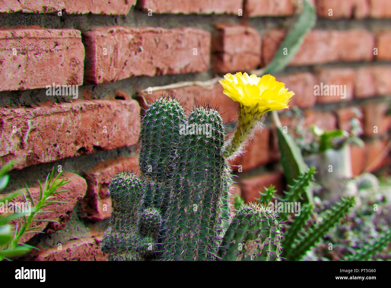 Echinopsis thionantha Foto Stock