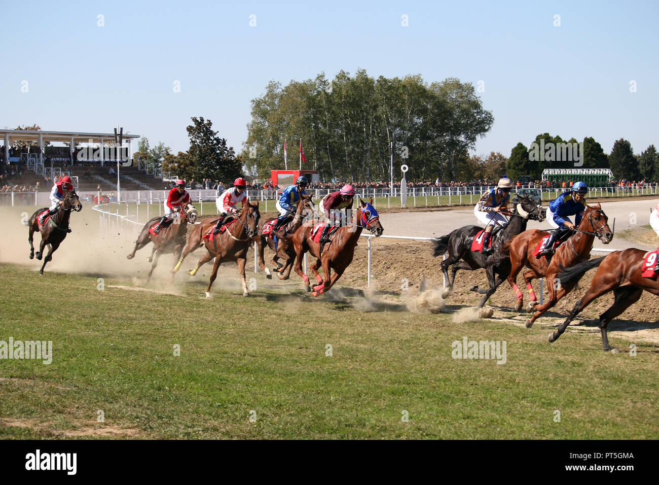 Corsa di cavalli con fantini al galoppo Foto Stock