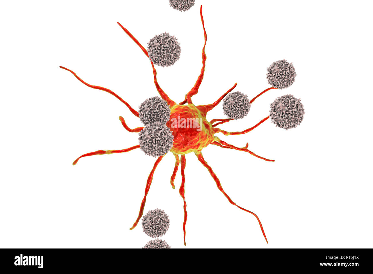 T cellule linfocitarie attaccando una cellula di cancro, illustrazione del computer. I linfociti T sono un tipo di globuli bianchi che riconoscono un sito specifico (antigene) sulla superficie delle cellule di cancro o di agenti patogeni e si legano ad essa. Alcuni linfociti T allora il segnale per altre cellule del sistema immunitario di eliminare la cella. I cambiamenti genetici che causano una cella per diventate cancerose portano alla presentazione di antigeni tumorali sulla cella in superficie. Foto Stock