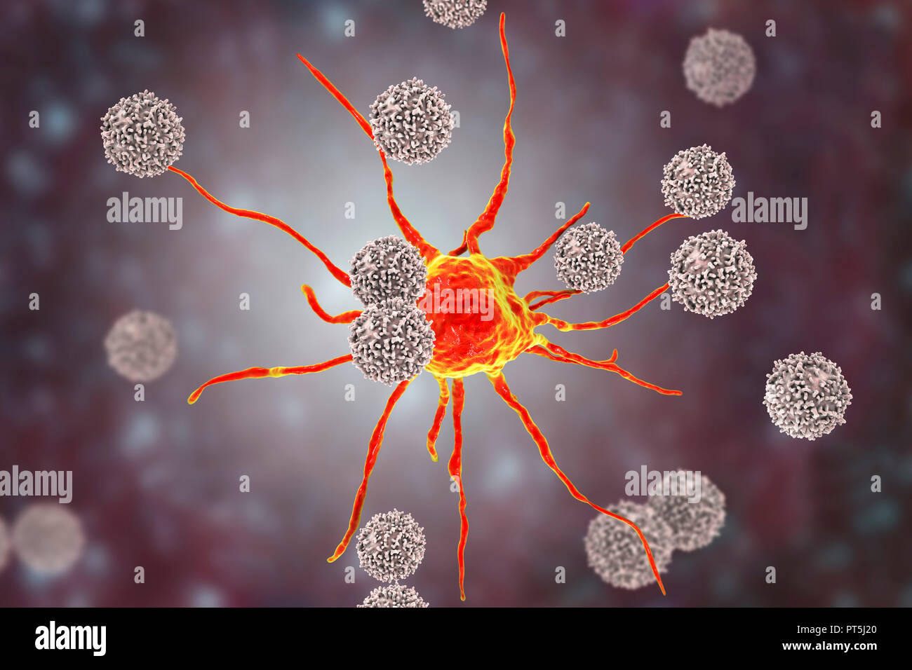 T cellule linfocitarie attaccando una cellula di cancro, illustrazione del computer. I linfociti T sono un tipo di globuli bianchi che riconoscono un sito specifico (antigene) sulla superficie delle cellule di cancro o di agenti patogeni e si legano ad essa. Alcuni linfociti T allora il segnale per altre cellule del sistema immunitario di eliminare la cella. I cambiamenti genetici che causano una cella per diventate cancerose portano alla presentazione di antigeni tumorali sulla cella in superficie. Foto Stock