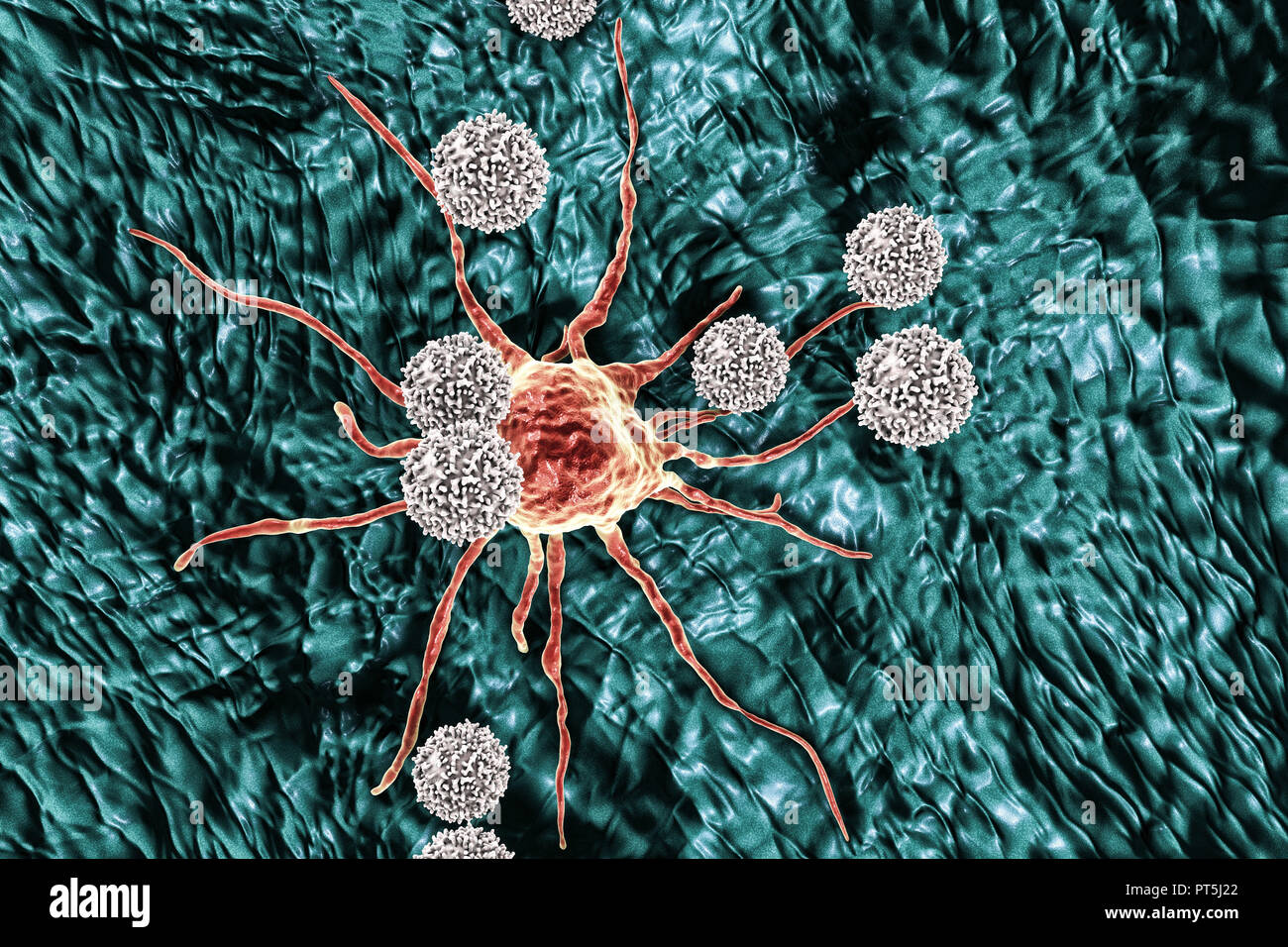 T cellule linfocitarie attaccando una cellula di cancro, illustrazione del computer. I linfociti T sono un tipo di globuli bianchi che riconoscono un sito specifico (antigene) sulla superficie delle cellule di cancro o di agenti patogeni e si legano ad essa. Alcuni linfociti T allora il segnale per altre cellule del sistema immunitario di eliminare la cella. I cambiamenti genetici che causano una cella per diventate cancerose portano alla presentazione di antigeni tumorali sulla cella in superficie. Foto Stock