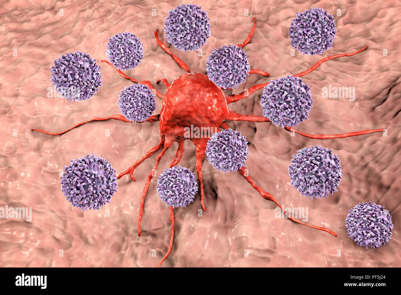 T cellule linfocitarie attaccando una cellula di cancro, illustrazione del computer. I linfociti T sono un tipo di globuli bianchi che riconoscono un sito specifico (antigene) sulla superficie delle cellule di cancro o di agenti patogeni e si legano ad essa. Alcuni linfociti T allora il segnale per altre cellule del sistema immunitario di eliminare la cella. I cambiamenti genetici che causano una cella per diventate cancerose portano alla presentazione di antigeni tumorali sulla cella in superficie. Foto Stock