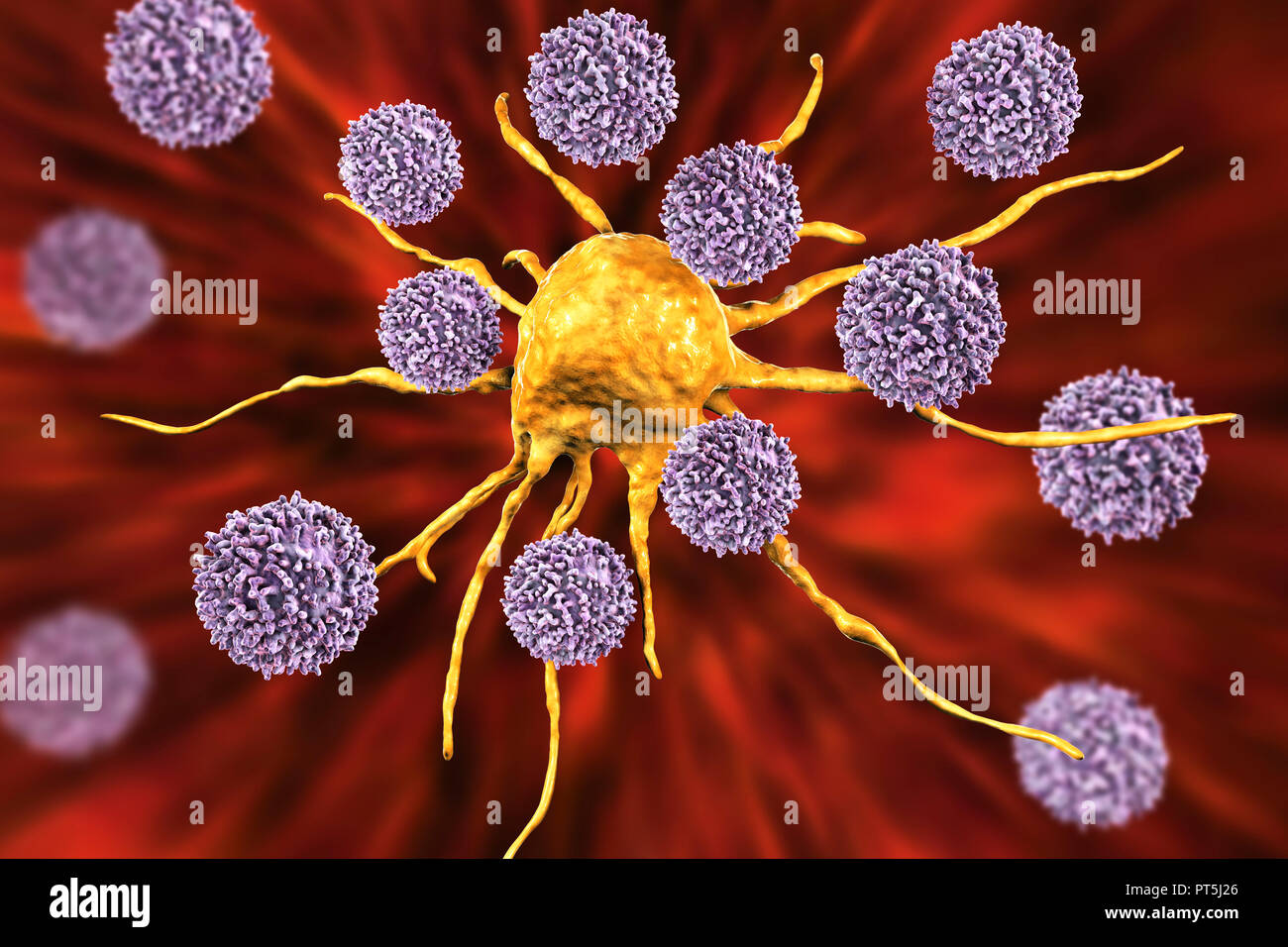 T cellule linfocitarie attaccando una cellula di cancro, illustrazione del computer. I linfociti T sono un tipo di globuli bianchi che riconoscono un sito specifico (antigene) sulla superficie delle cellule di cancro o di agenti patogeni e si legano ad essa. Alcuni linfociti T allora il segnale per altre cellule del sistema immunitario di eliminare la cella. I cambiamenti genetici che causano una cella per diventate cancerose portano alla presentazione di antigeni tumorali sulla cella in superficie. Foto Stock