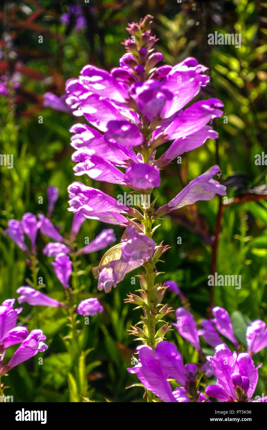 Impianto obbediente, Physostegia virginiana 'Bouquet Rose' Foto Stock