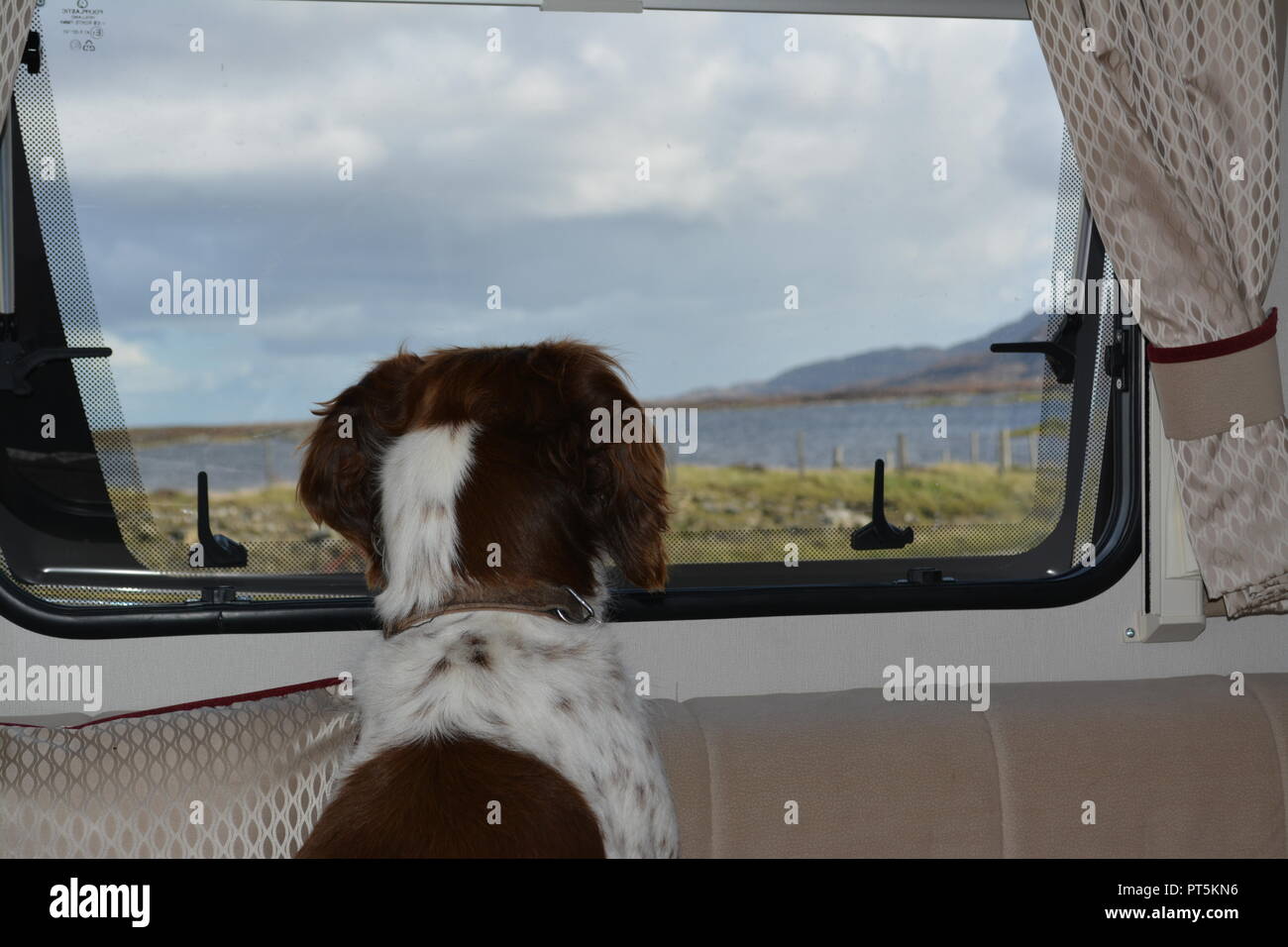 Fegato e white English Springer Spaniel seduto e guardando fuori della finestra di un motorhome campervan verso un loch in Scozia UK Regno Unito Foto Stock