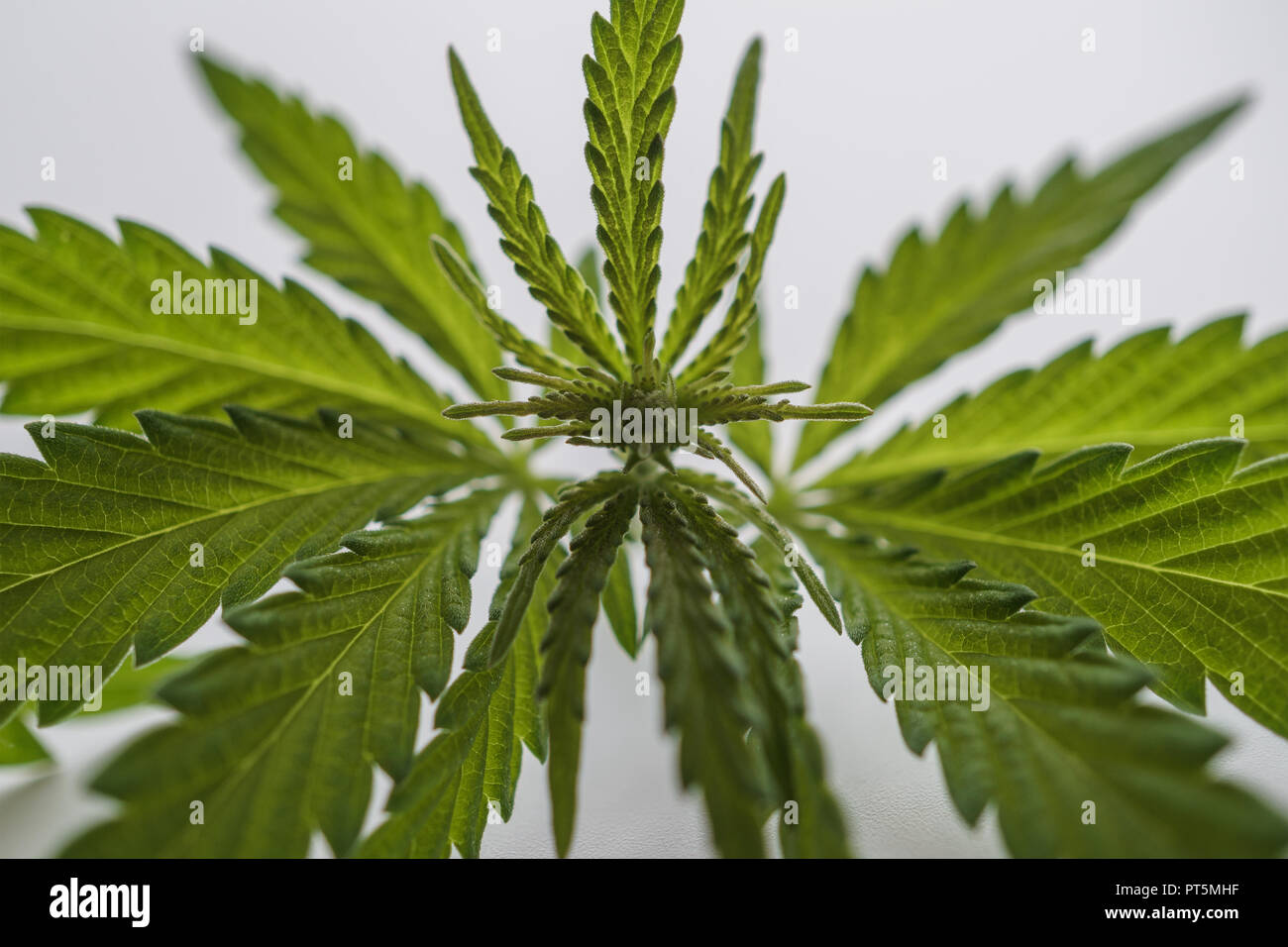 Un giovane di canapa e di una boccola di marijuana. Un raccolto di cannabis del 2018. Foto Stock Un giovane di canapa e di una boccola di marijuana. Un raccolto di cannabis del 2018. Foto Stock