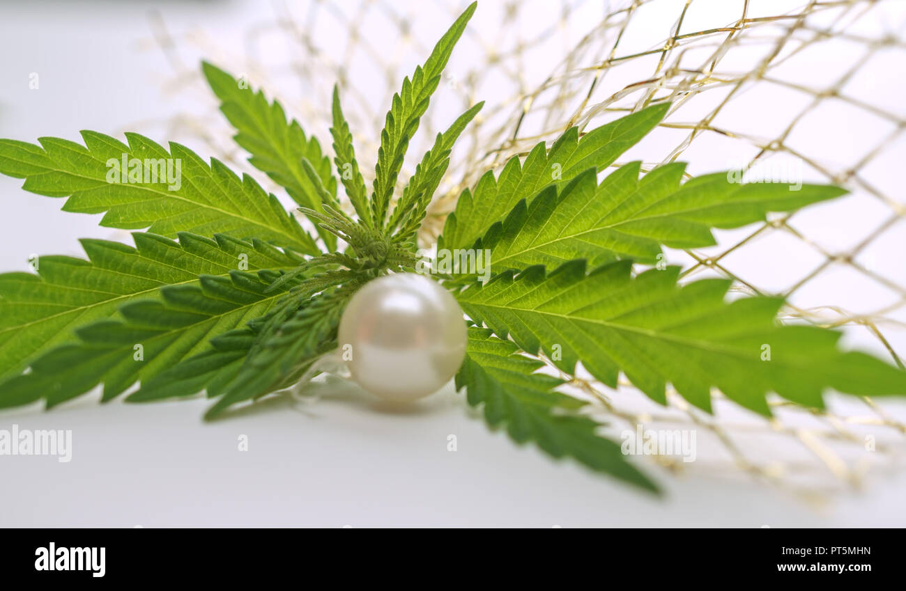 Un giovane di canapa e di una boccola di marijuana. Un raccolto di cannabis del 2018. Foto Stock Un giovane di canapa e di una boccola di marijuana. Un raccolto di cannabis del 2018. Foto Stock