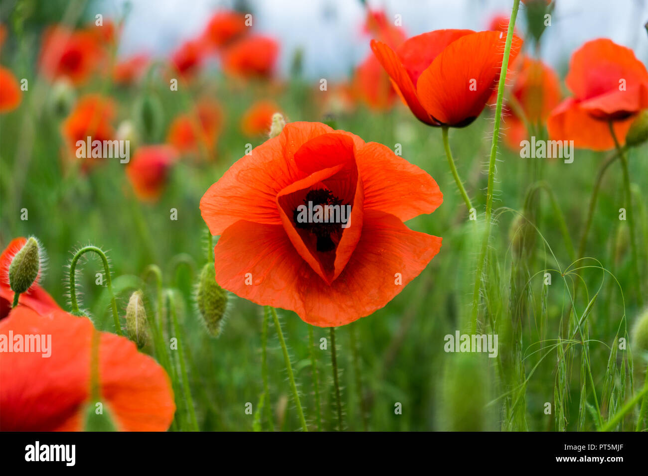 Papavero rosso fiori nei campi Foto Stock