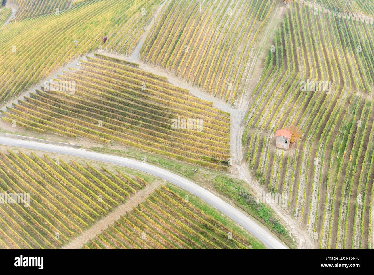 Righe di arancione, giallo e verde di vigneti in collina in autunno in Piemonte, Italia settentrionale, Europa Foto Stock