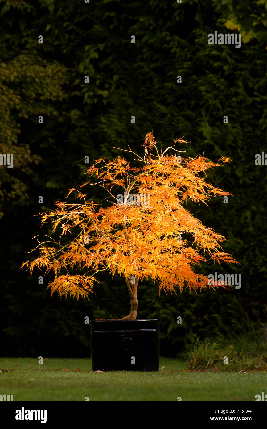 Acer palmatum var. dissectum "Viridis' in pentola, autunno autunno, UK Ottobre, foglie hanno girato dal verde al giallo dorato e arancione. Foto Stock