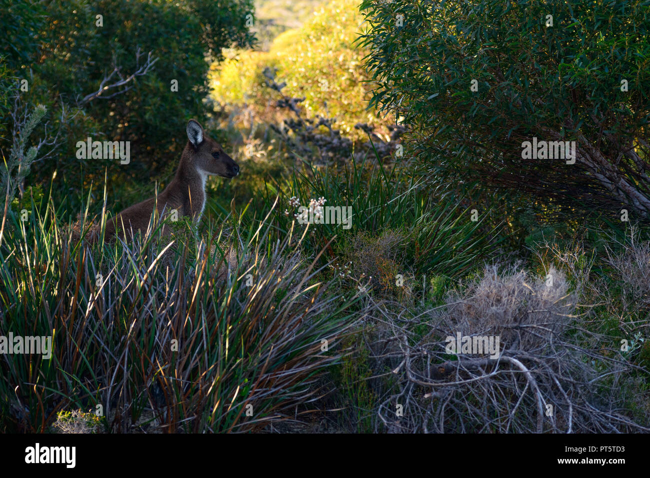 Orientale canguro grigio (Macropus giganteus) seduta nella boccola, Australia occidentale, Australia Foto Stock