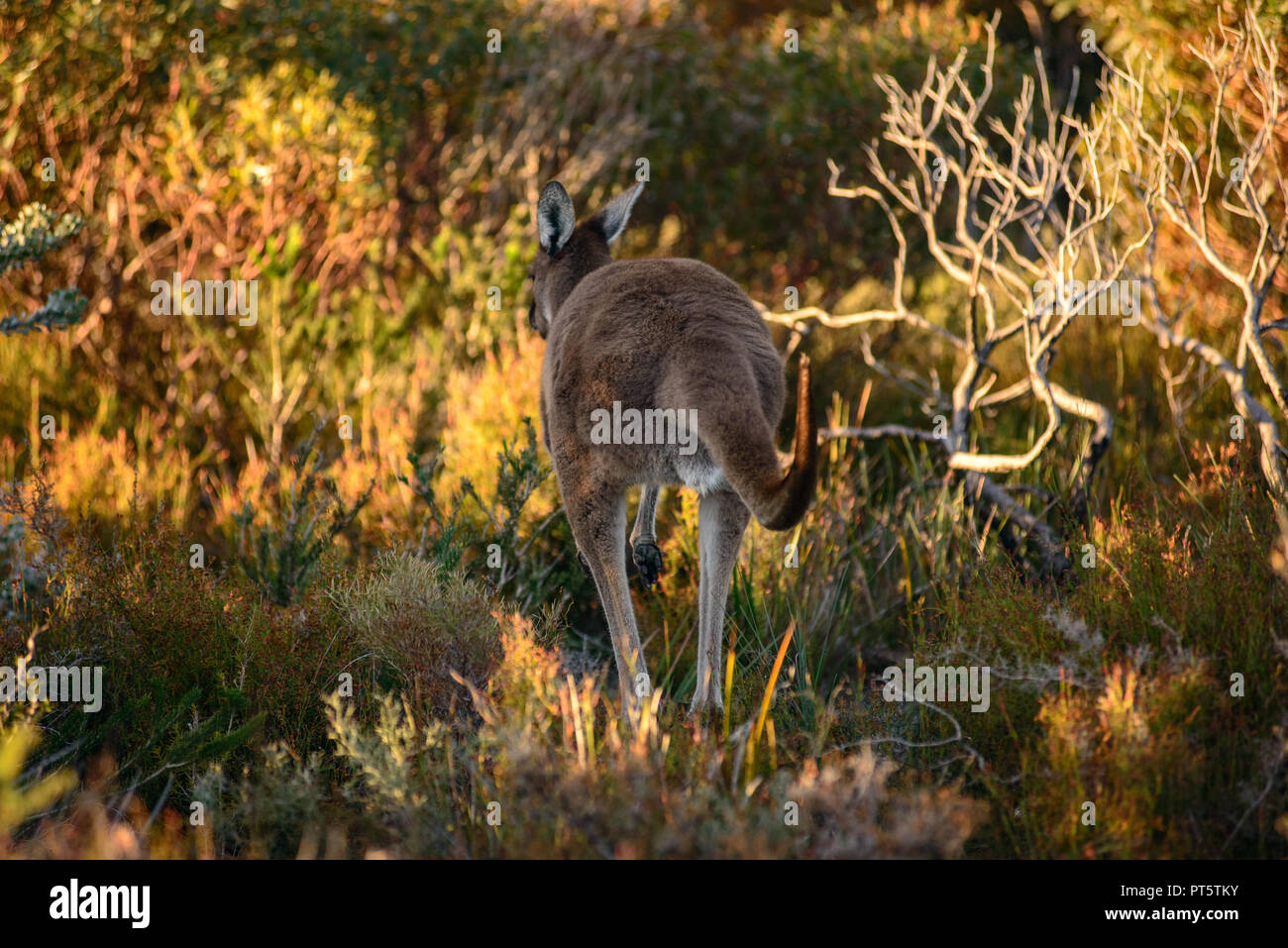 Orientale canguro grigio (Macropus giganteus) seduta nella boccola, Australia occidentale, Australia Foto Stock