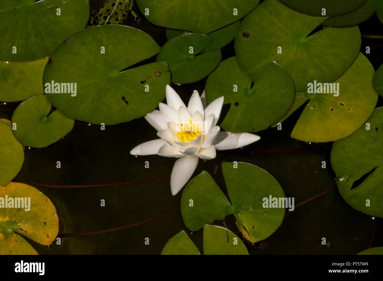 Un unico bianco giglio d'acqua. Foto Stock
