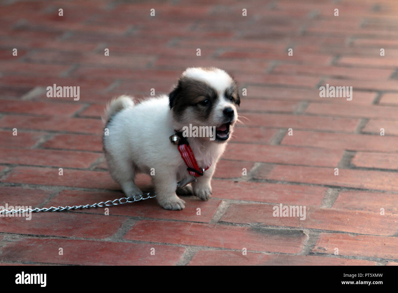 Cucciolo di abbaiare su un patio di mattoni Foto Stock