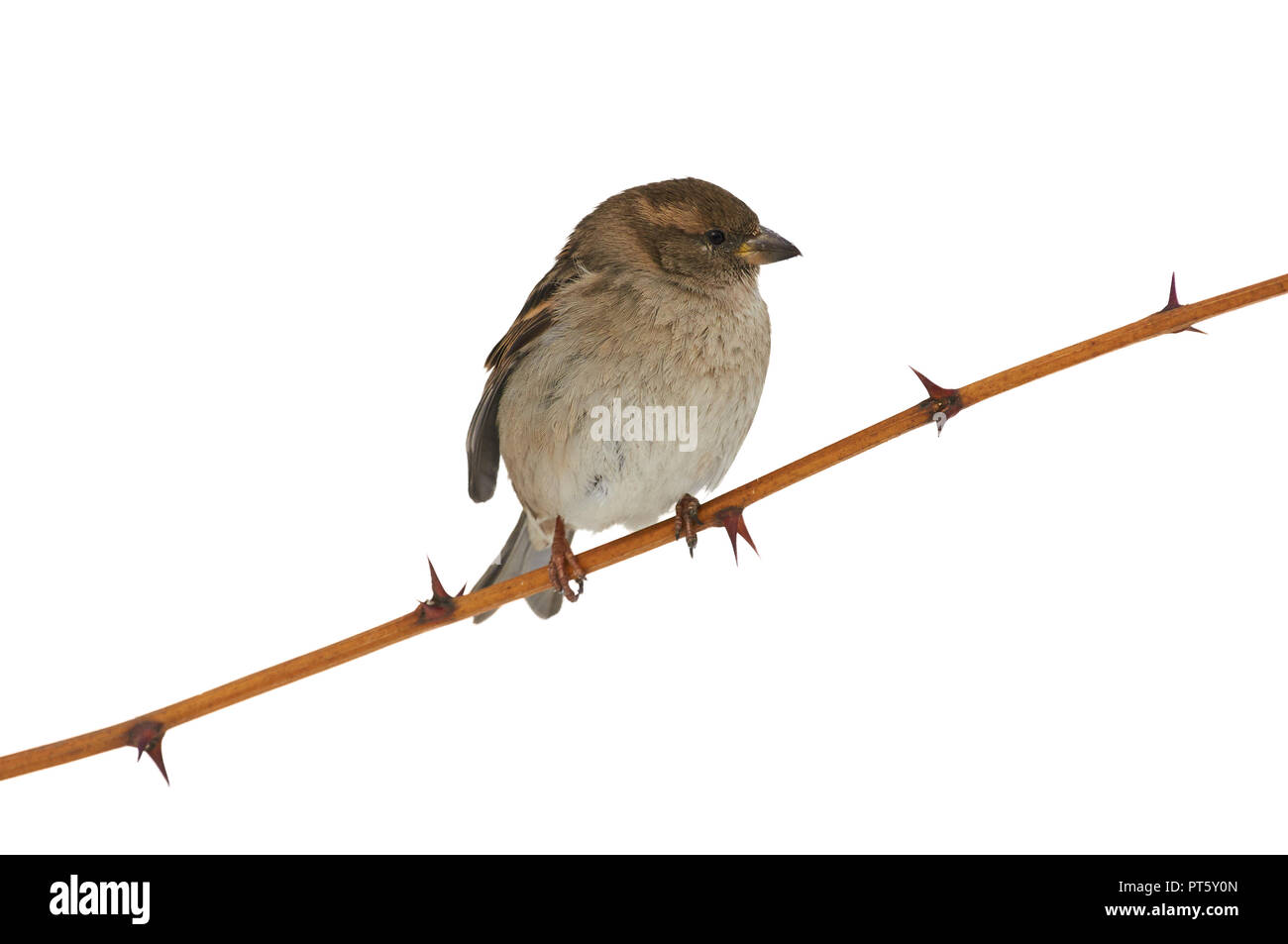 Casa passero (Passer domesticus) si siede su un ramo di spine (isolato su sfondo bianco). Foto Stock