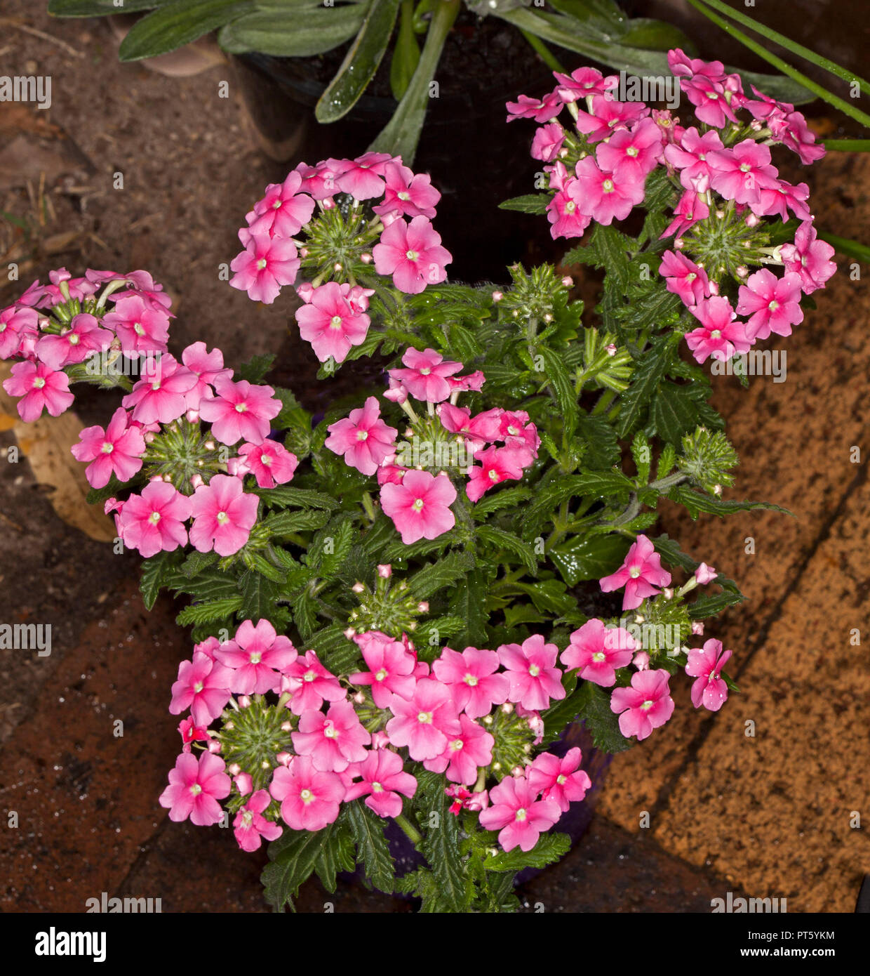 I cluster di vividi fiori di colore rosa e verde delle foglie di Verbena peruviana 'Kapow' crescendo in un contenitore Foto Stock