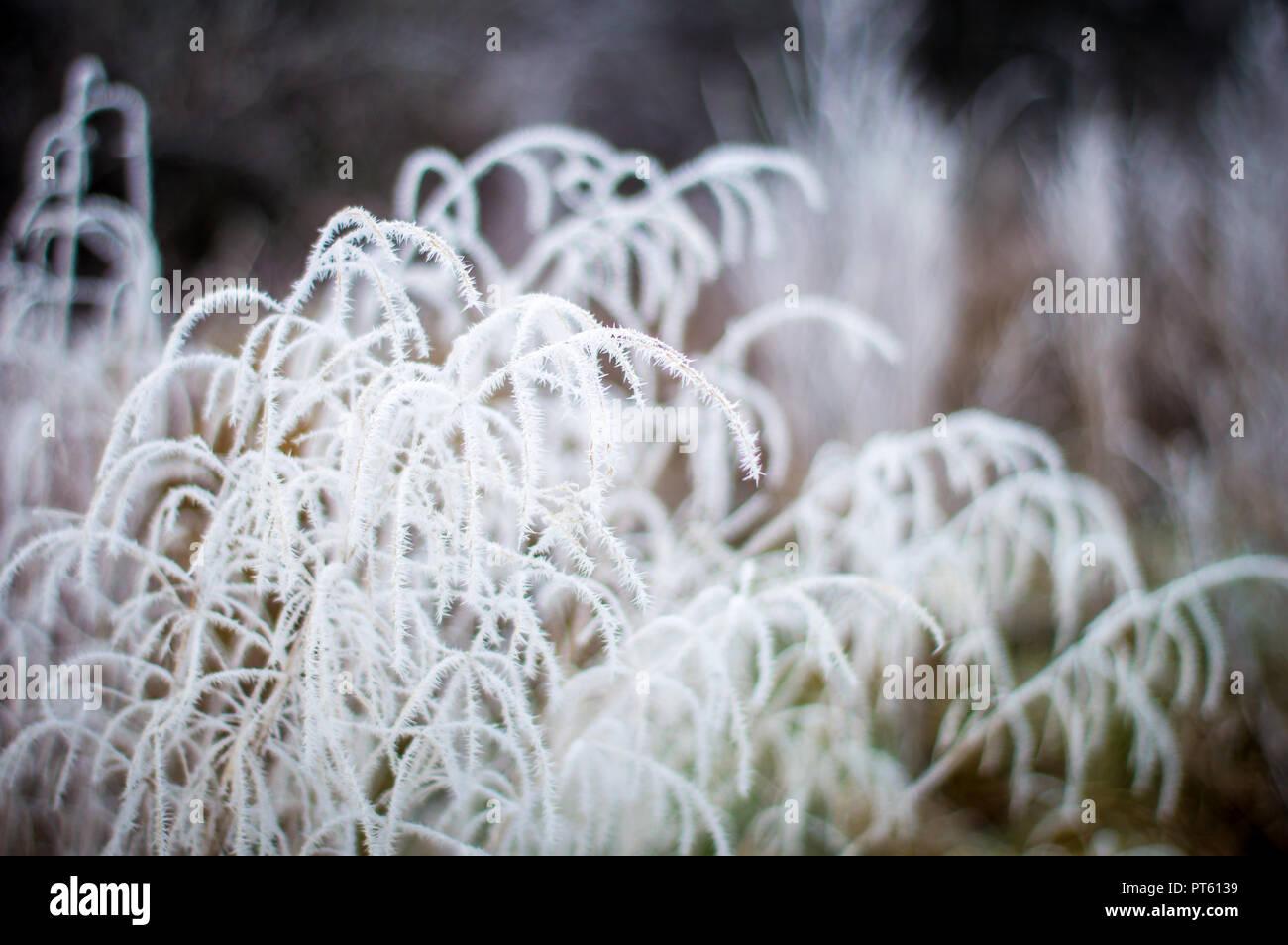 Mattina gelida Foto Stock