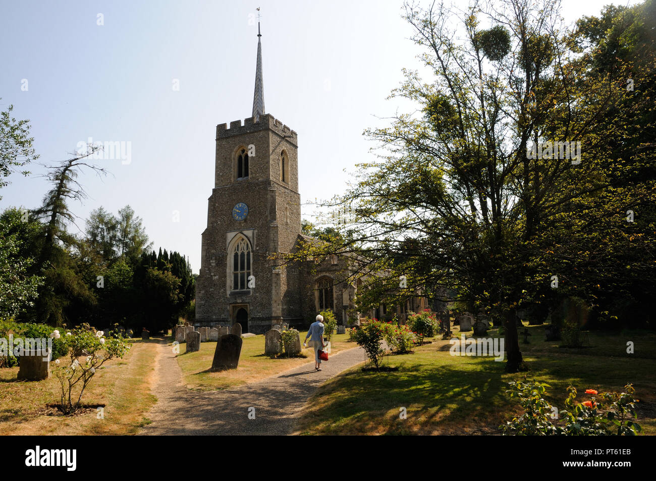 Sant'Andrea Chiesa, molto Hadham Hertfordshire, risalente al XIII secolo, è grande chiesa. una volta tenuto dai Vescovi di Londra Foto Stock