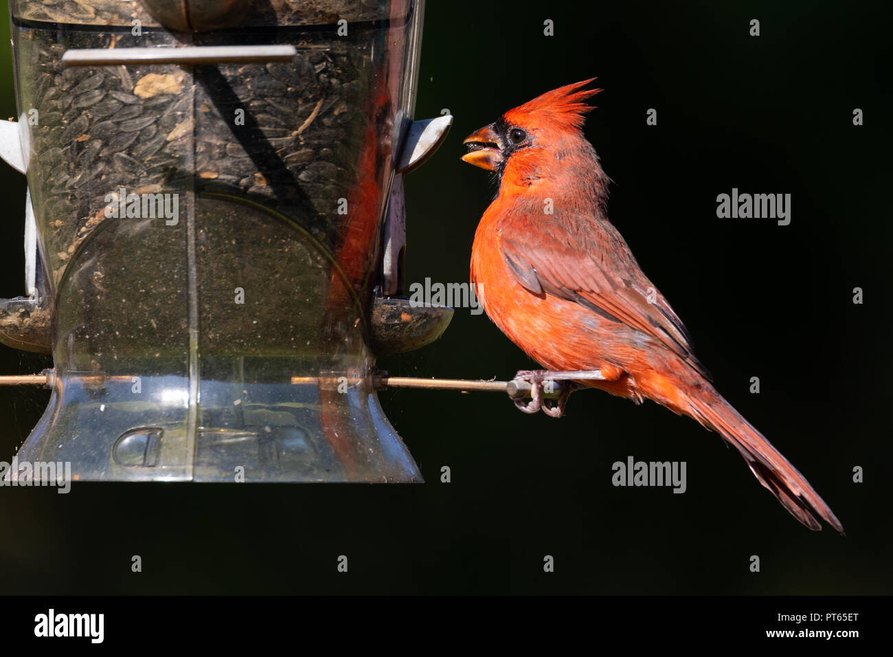 Maschio cardinale settentrionale (Cardinalis cardinalis) di consumare la colazione in un cortile bird feeder. Foto Stock