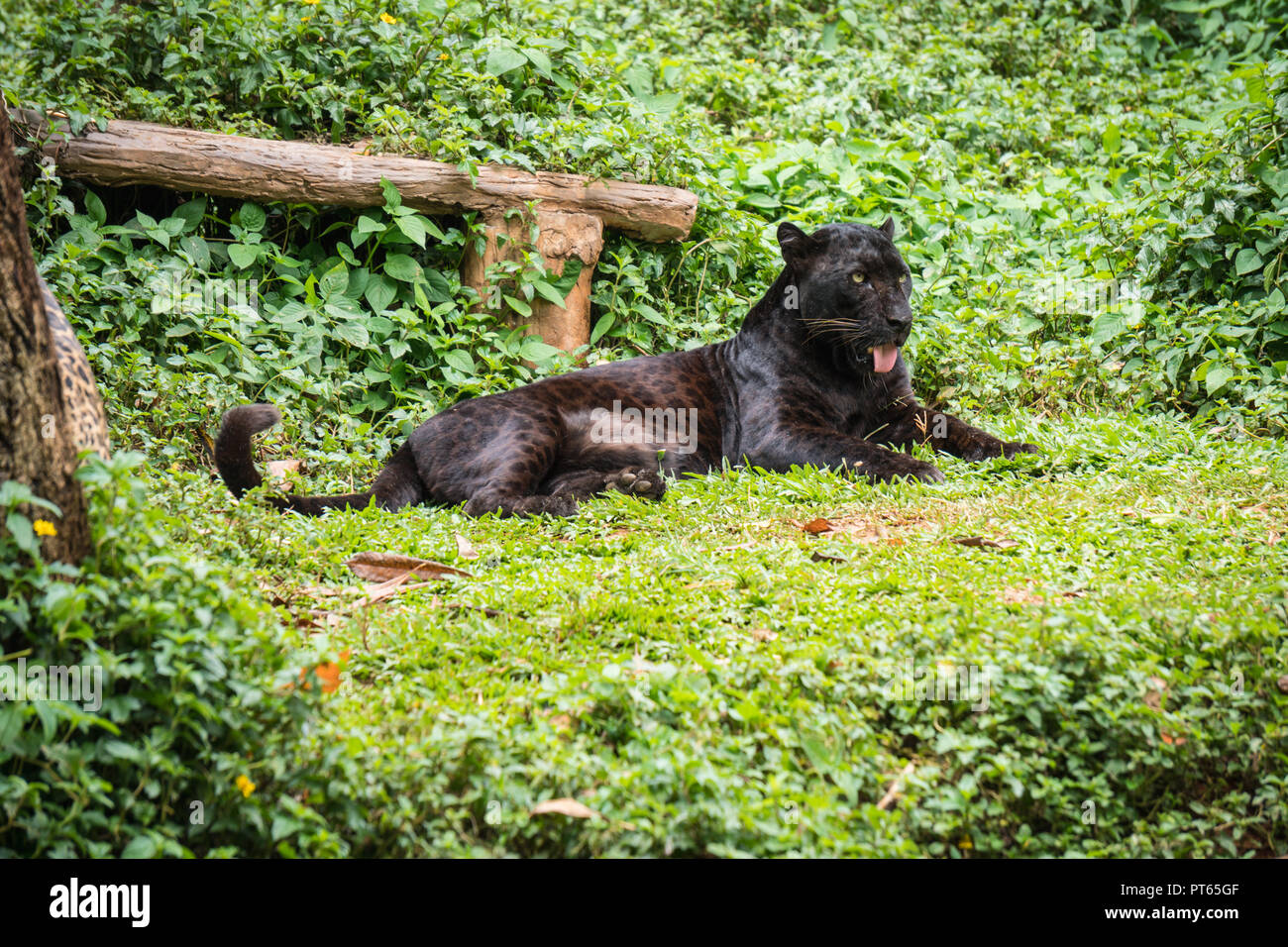 Leopardo nero o panther dormire su erba nella giungla. Foto Stock