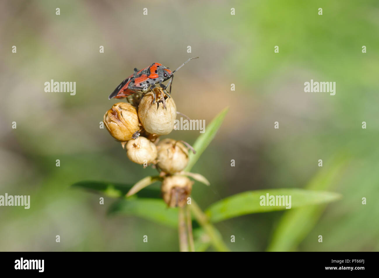 Lonely firebug seduto su un contenitore di semi di impianto autunnale Foto Stock