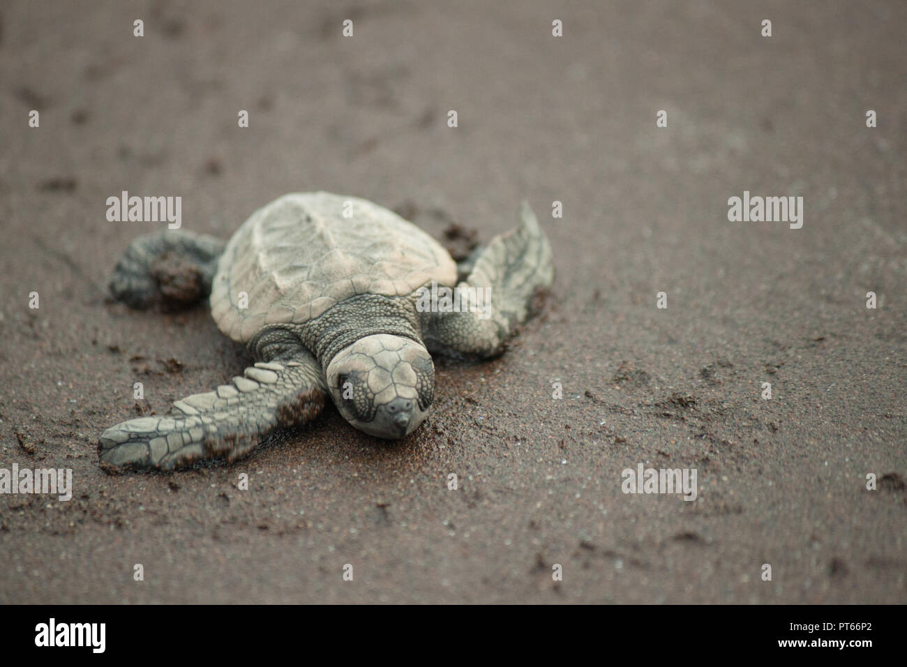 Un bambino in pericolo Olive Ridley turtle appoggia solo per un secondo sulla sua lunga passeggiata a mare dopo la schiusa delle uova in Velas, Maharashtra Foto Stock